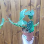  Monstera Minima (Rhaphidophora tetrasperma) - výška 20-35 cm, kont. C1,5L